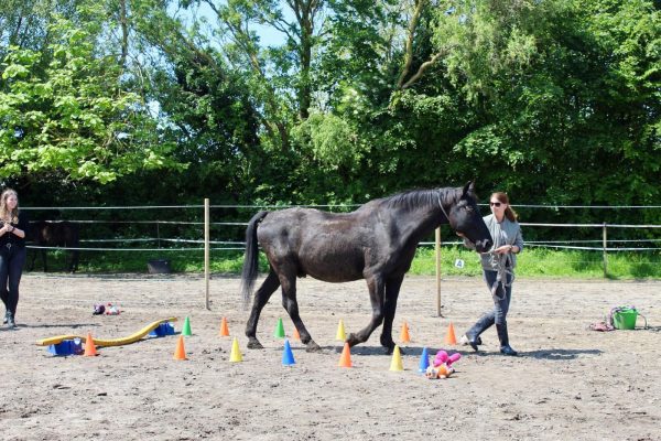 Workshop Dromen Draven Doen op 12 december